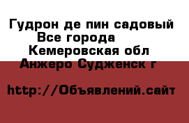 Гудрон де пин садовый - Все города  »    . Кемеровская обл.,Анжеро-Судженск г.